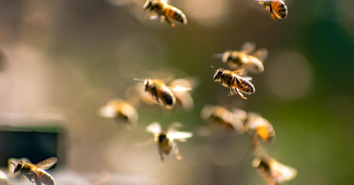 Florida interstate swarmed with 1 million bees after vehicle crash ...