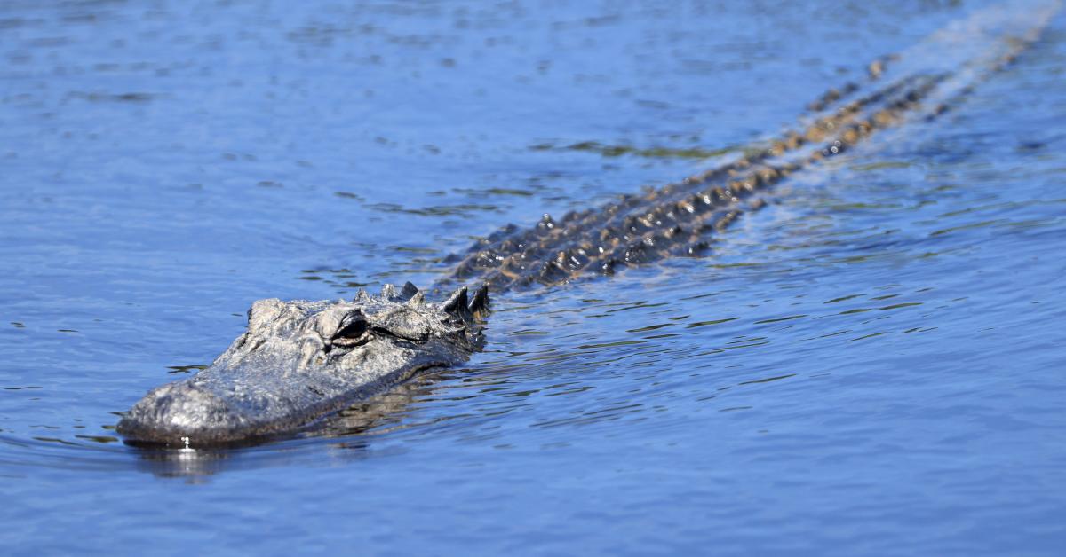 Alligator Kills Woman Walking Her Dog In South Carolina Police Say