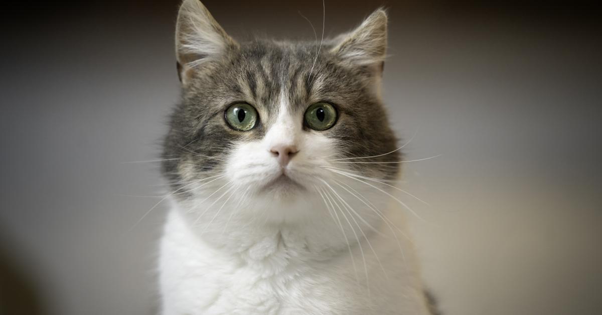 Pet cat likely responsible for Oregon's first case of human, bubonic, plague in 8 years