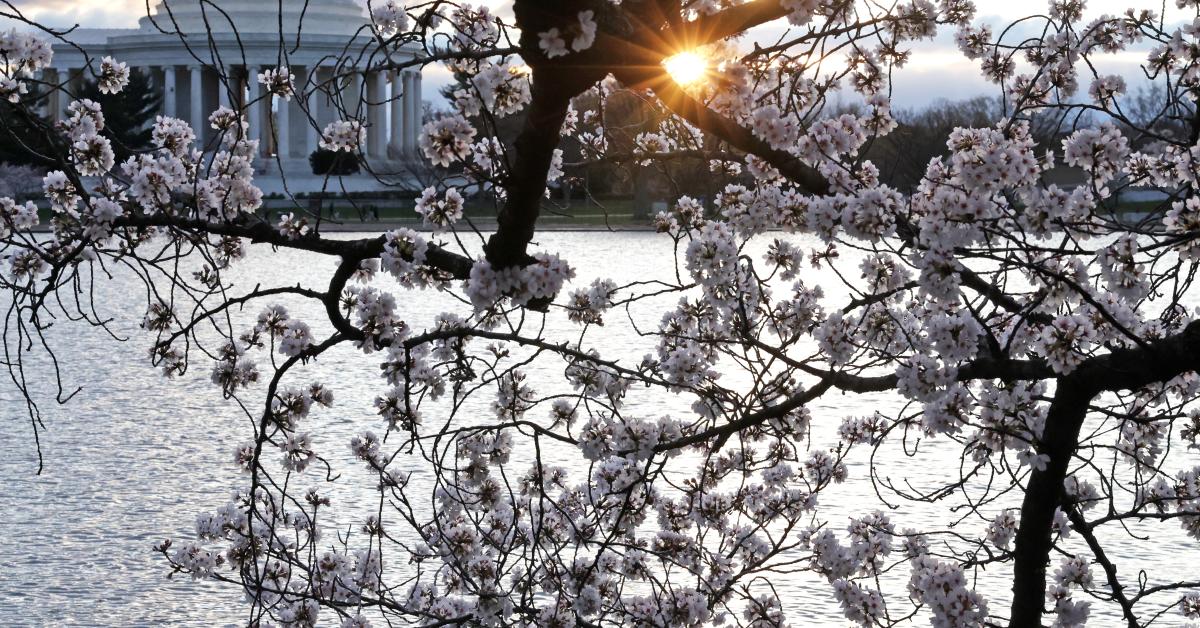 Japan gives US 250 new cherry blossom trees to commemorate US birthday