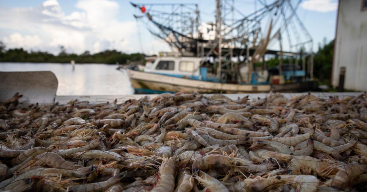 Save Our Shrimpers Act remains stalled in Congress