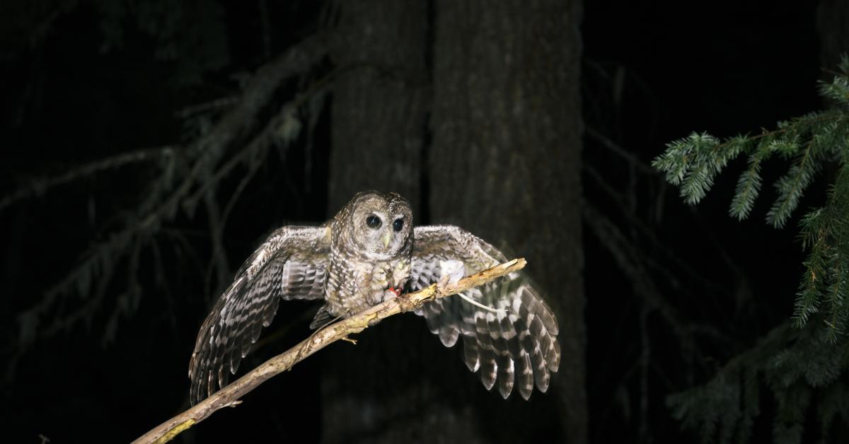 After 50 years of struggles to save Spotted Owl, FWS plan is to kill 500k Barred Owls