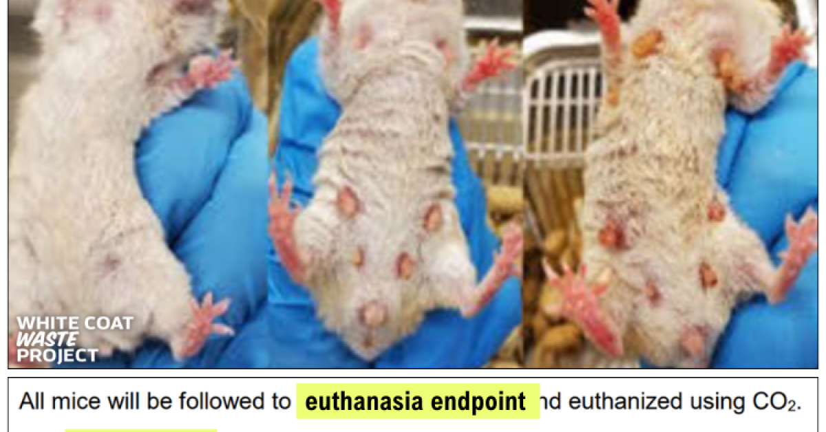 Rep. Mace offers bill to ban publicly funded 'transgender animal experiments' blessed by Fauci