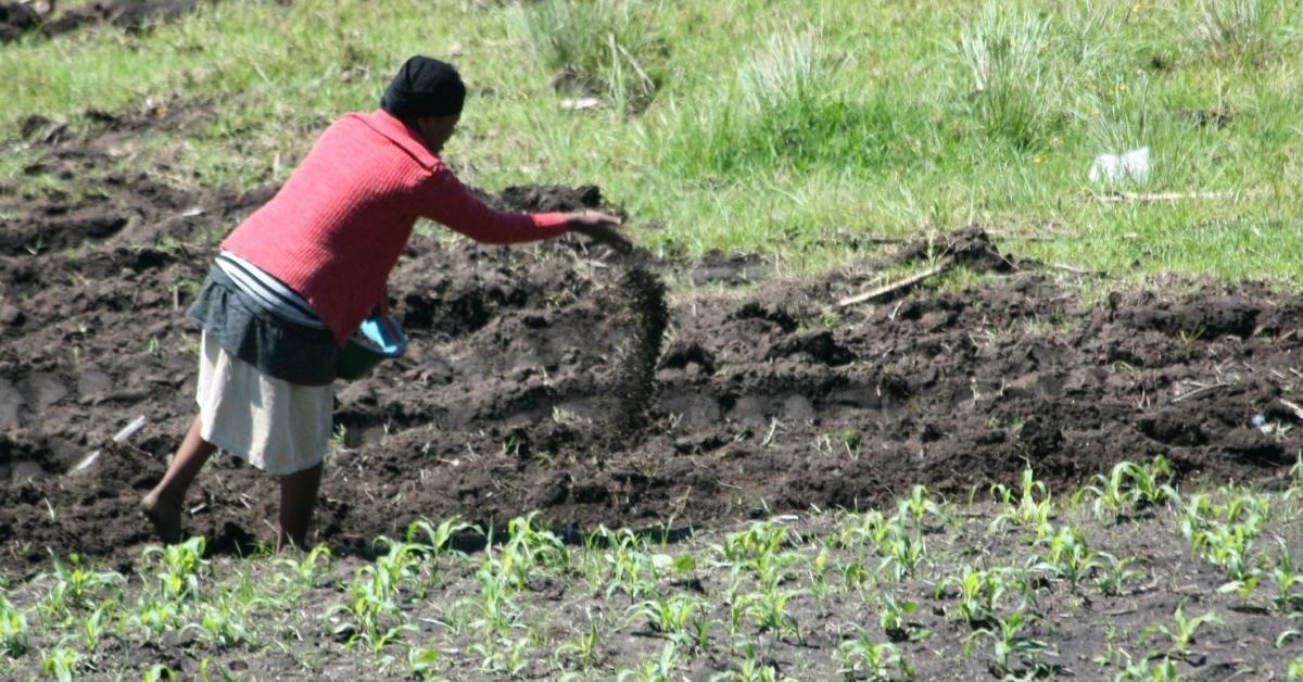 Global food supply at risk due to fertilizer shortages