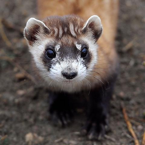 A black-footed ferret.