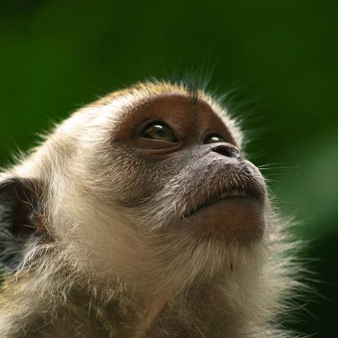 A cynomolgus monkey
