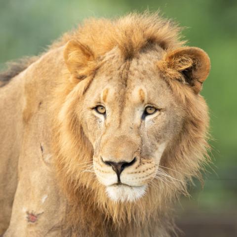 Lions and tigers at National Zoo being treated for COVID-19