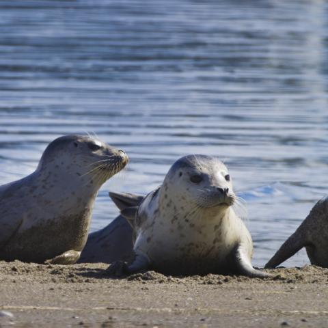 Faith-based nature docuseries bypassing gatekeepers thanks to crowdfunding