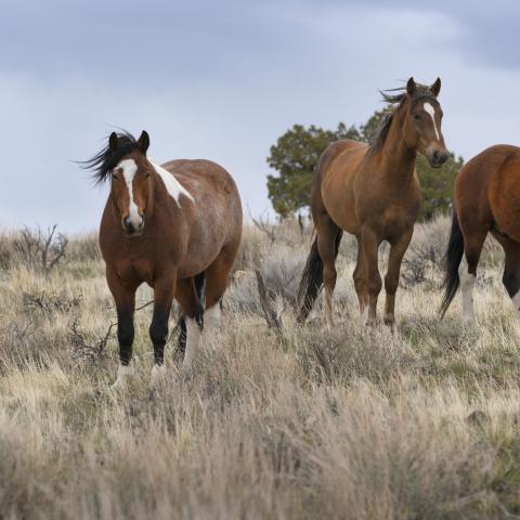 Group under House probe helps block gov't removal of wild horses from wildfire-ravaged range