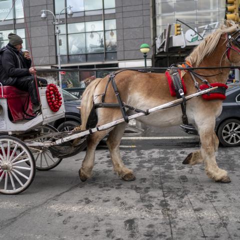 NYC Council approves Central Park horse carriage ban over GOP, union objections