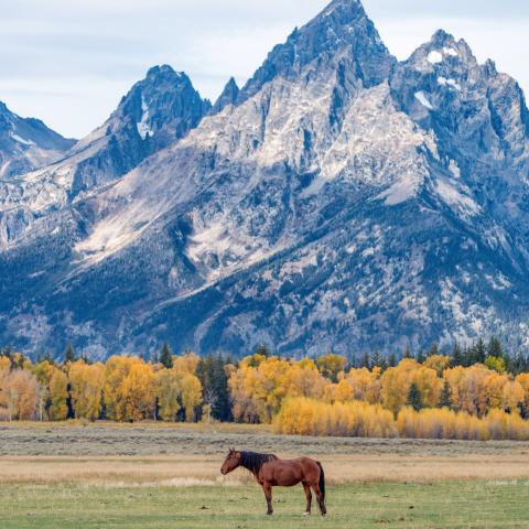 MLB drops plans for temporary baseball park in Grand Teton National Park following local backlash